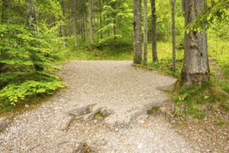 Walking trail going through the forest in spring on a cloudy day, Bavaria, Germany