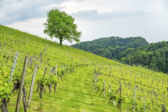 Wild cherry (Prunus avium) tree standing in the middle of a wine yard in southern styria, Austria
