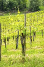 Landscape of the wine yards growing on the hills of southern styria, Austria