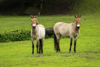 Przewalski's horse (Equus ferus przewalskii) standing on a meadow, Austria, Germany