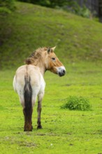 Przewalski's horse (Equus ferus przewalskii) standing on a meadow, Austria, Germany