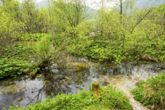 Lanscape of a little stream flowing through the forest in spring on a rainy day, Bavaria, Germany
