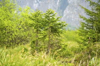 Norway spruce (Picea abies) trees growing in front of the mountains next to Lake Almsee on a rainy