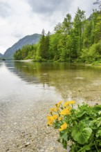 Landscape of Lake Almsee with Marsh-marigold (Caltha palustris) blooming in front on a rainy day in