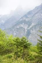 Norway spruce (Picea abies) trees growing in front of the mountains next to Lake Almsee on a rainy