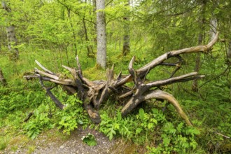 Root system of a old tree in the forest, Bavaria, Germany
