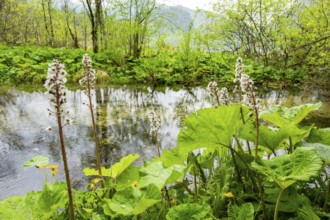 Butterbur (Petasites hybridus) leafes and seeds at a small stream next to Lake Almsee on a rainy