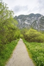 Walking trail going through the forest in spring on a cloudy day, Bavaria, Germany