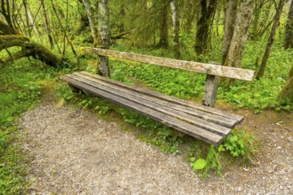 Park bench standing in a forest, Bavaria, Germany