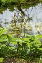 Butterbur (Petasites hybridus) leafes and seeds at a small stream next to Lake Almsee on a rainy