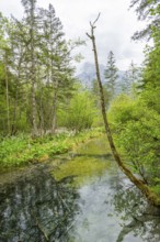 Lanscape of a little stream flowing through the forest in spring on a rainy day, Bavaria, Germany