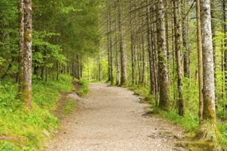 Walking trail going through the forest in spring on a cloudy day, Bavaria, Germany