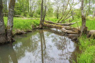 Lanscape of a little stream flowing through the forest in spring on a rainy day, Bavaria, Germany