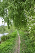 Walking trail going through the forest in spring on a cloudy day, Bavaria, Germany