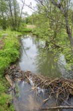 Dam of a Eurasian beaver (Castor fiber) in a small stream, Upper Platine, Bavaria, Germany