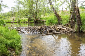 Dam of a Eurasian beaver (Castor fiber) in a small stream, Upper Platine, Bavaria, Germany