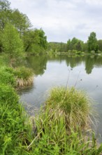 Landscape of a little lake on a cloudy day in spring, Upper Palatinate, Bavaria, Germany