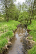 Lanscape of a little stream flowing through the forest in spring on a rainy day, Bavaria, Germany