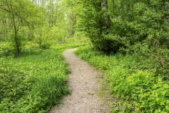 Walking trail going through the forest in spring on a cloudy day, Bavaria, Germany