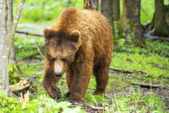 Eurasian brown bear (Ursus arctos arctos) in a forest, Austria