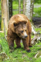 Eurasian brown bear (Ursus arctos arctos) in a forest, Austria