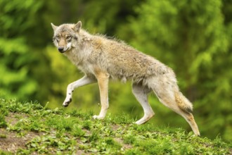 Eurasian wolf (Canis lupus lupus) in a forest, Austria