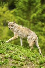 Eurasian wolf (Canis lupus lupus) in a forest, Austria
