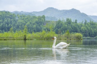 Mute swan (Cygnus olor) swimming on a lake, Austria