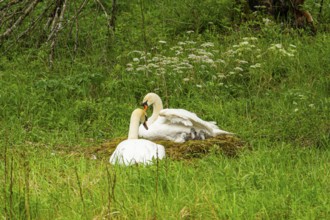 Mute swan (Cygnus olor) couple, male and female at a nest, Austria