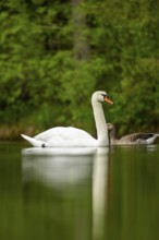 Mute swan (Cygnus olor) swimming on a lake, Austria