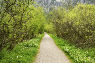 Walking trail going through the forest in spring on a cloudy day, Bavaria, Germany