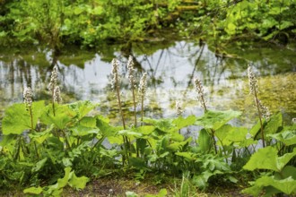 Butterbur (Petasites hybridus) leafes and seeds at a small stream next to Lake Almsee on a rainy