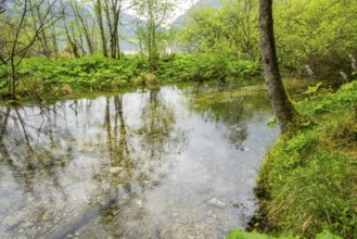 Lanscape of a little stream flowing through the forest in spring on a rainy day, Bavaria, Germany