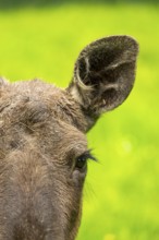 Eurasian elk (Alces alces), portrait, eye, ear, detail, Austria