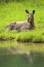 Eurasian elk (Alces alces) lying next to a little lake, Austria