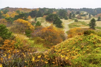 Dune sheep of Ostplate, in the east of the East Frisian island of Spiekeroog, autumn, brown dunes,