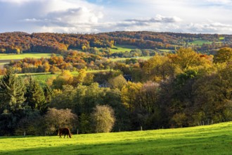 Autumn landscape in Elfringhauser Switzerland, south of Velbert-Langenberg, Viehweide, Germany