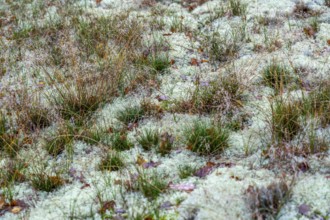 North Sea, Spiekeroog island, autumn, dune landscape, lichens and mosses, Ostplate, Lower Saxony,