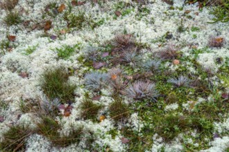 North Sea, Spiekeroog Island, autumn, dune landscape, lichens and mosses, silvergrass, Ostplate,