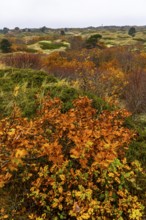 Dune sheep of Ostplate, in the east of the East Frisian island of Spiekeroog, autumn, brown dunes,
