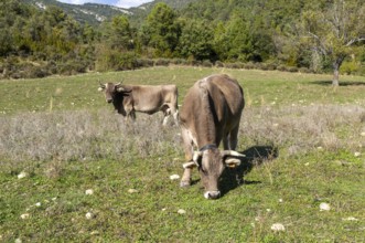 Bruna dels Pirineus cows cattle breed in field near Sieste, Boltana, Huesca province, Aragon, Spain