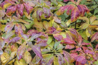 Azalea (Rhododendron luteum) in autumn leaves, Emsland, Lower Saxony, Germany
