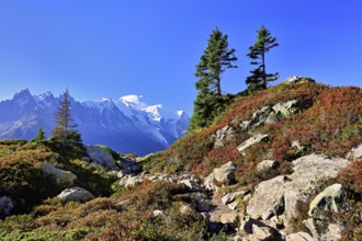 Firs stand in an autumnal landscape with the snow-covered Mont Blanc massif in the background,