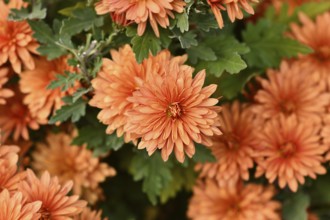 Top view of peach colored chrysanthemums flowers