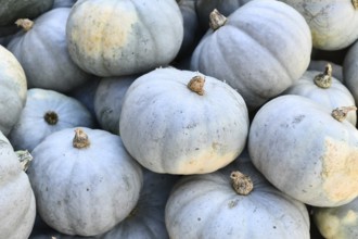 Muted blue Bleu de Hongrie pumpkins in a pile