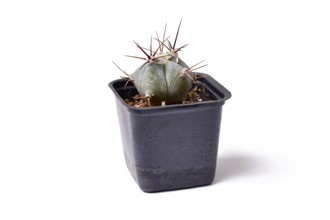 Side view of small 'Echinocactus Ingens' cactus plant in black square shaped flower pot on white