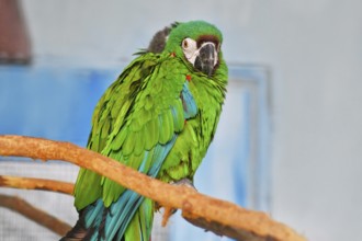 Blue-winged macaw in bird enclosure