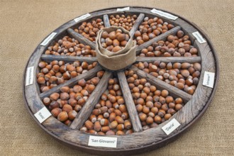 Different types of hazelnuts in an old wagon wheel, Münsterland, North Rhine-Westphalia, Germany
