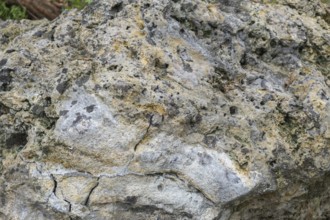 Coral limestone with fossil snails, sedimentary rock, Tertiary geological age, 30 million years