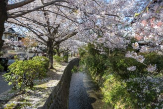 Footpath along a canal, cherry blossoms in spring, Philosopher's Path or Tetsugaku no michi, Kyoto,